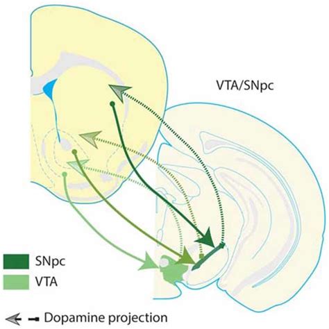 ventral striatum|ventral striatum dopamine.